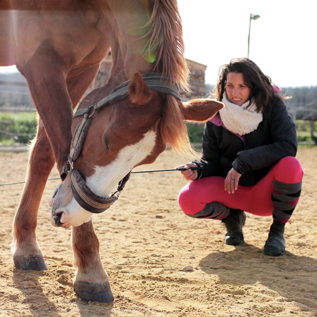 Demi-pension chevaux de club