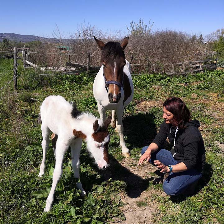 Un poulain nouveau-né et sa mère ponette accompagnés d'une soigneuse équine